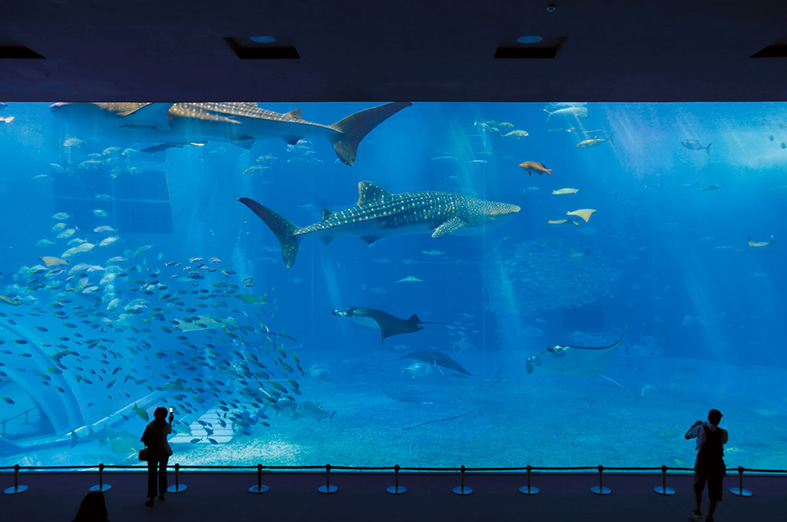 沖縄美ら海水族館の画像