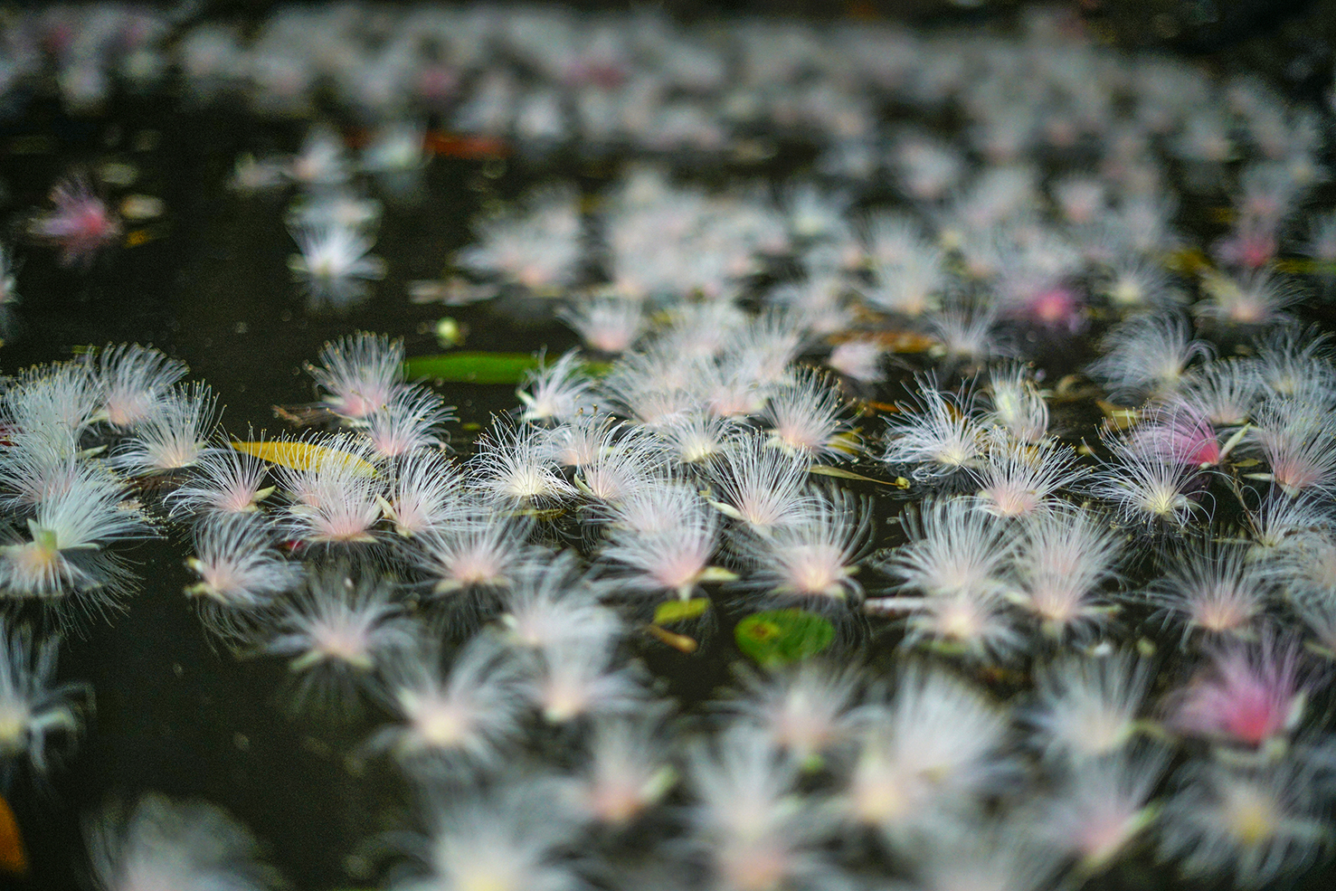 初級 学んで実践 撮影塾 沖縄 4 25 イベント ぷらっと沖縄 沖縄の 見たい 楽しみたい に応える地域密着型情報サイトです