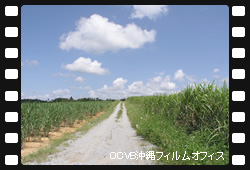 天仁屋地区さとうきび畑