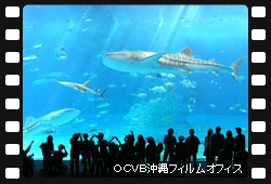 沖縄美ら海水族館