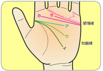 知能線と感情線